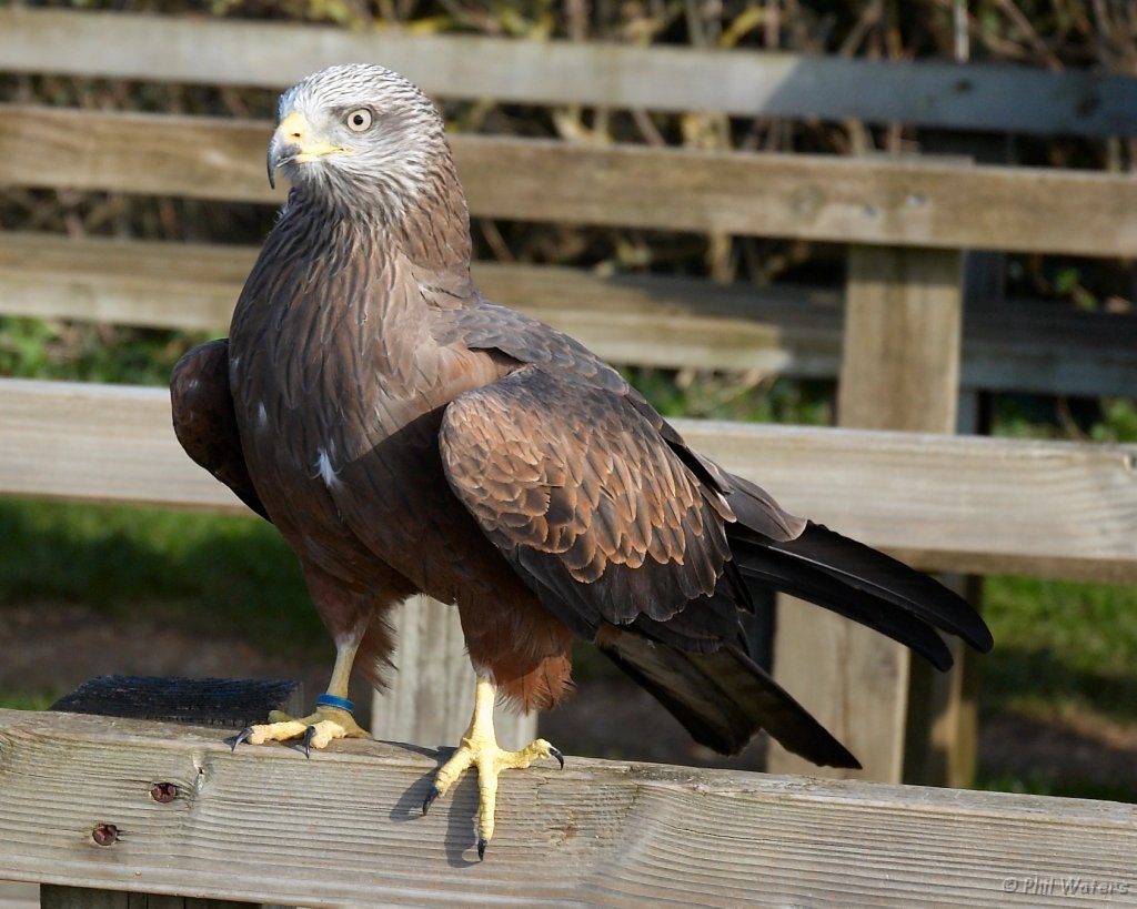 Hawk_Conservancy 168 cropped.jpg